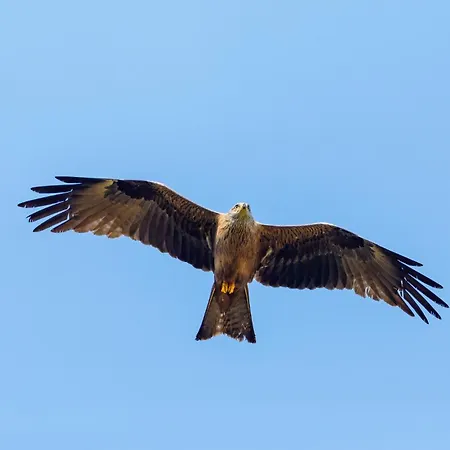 Lejlighed Roter Milan *