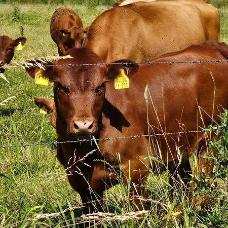 Lejlighed Roter Milan *